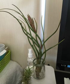 室内大型植物， 增添生机