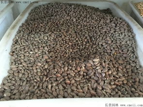 蓖麻种植那些事儿，你了解多少呃？