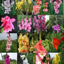 经验分享：我发现了一个便宜买唐菖蒲种球的秘密