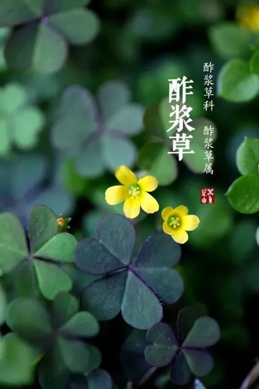 酢浆草的神奇功效，你知道它如何助消化吗