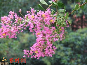 紫薇花开完会结籽吗？