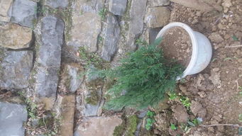 第二步：观察球果