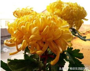 家中养菊花的迷信与适宜品种
