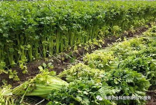 芹菜空心是因生长过快、水分不足导致