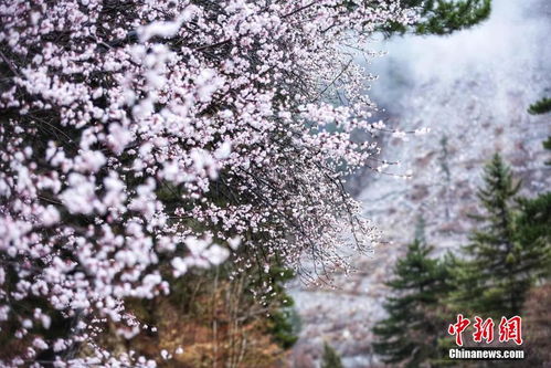 冷知识预警：林芝的野桃树