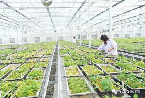 创新花生品种，提升农业种植效益