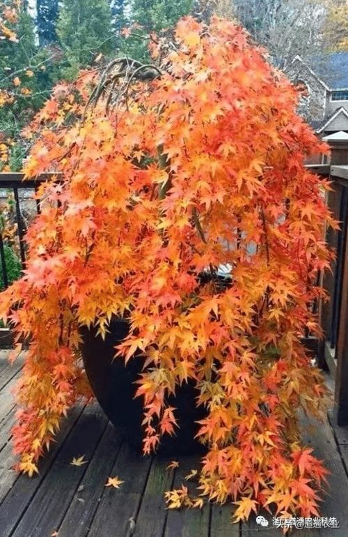 红枫树新栽，如何养护才能打造美丽庭院