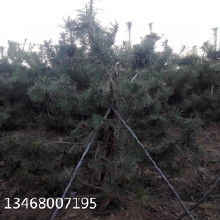 黑松的价格波动：市场需求的晴雨表