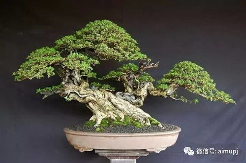 榕树盆景：打造3㎡生态角的五种经典造型