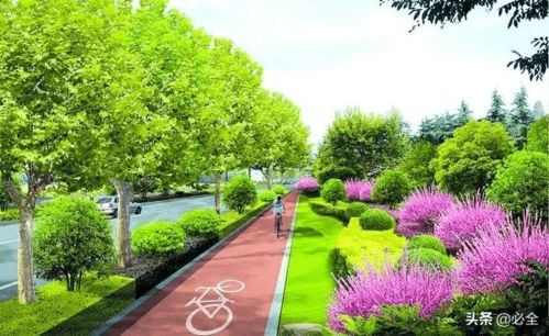 道路绿化，那些不为人知的秘密