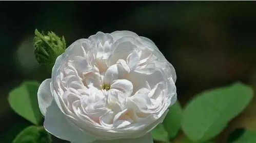 月季的缺点与特点