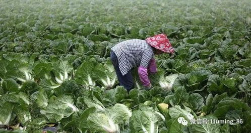 三月蔬菜种植，你准备好了吗？