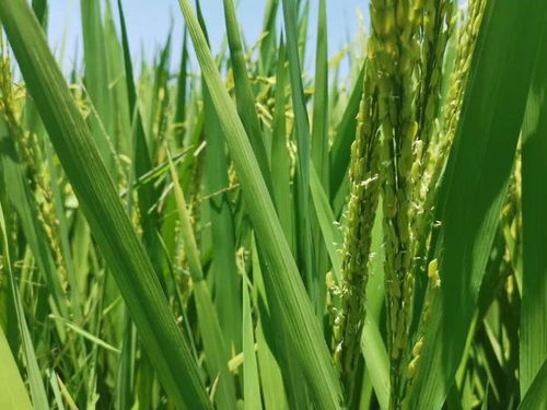 三、 翠效牌醚菌酯的使用方法