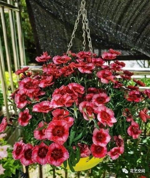 石竹：多肉中的耐旱小嫩手