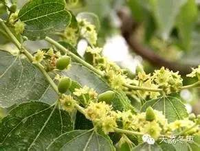 五、 物理方法与生物防治