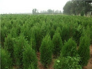 40公分与50公分：树龄相差多少年