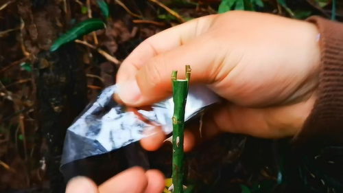 嫁接工具， 咱们得先准备点啥