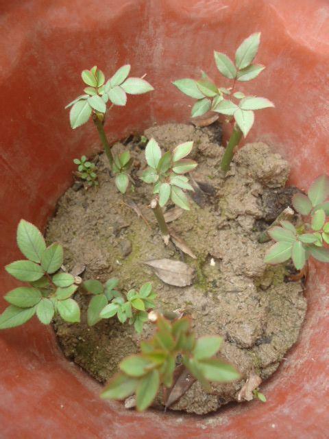 扦插小技巧， 月季花枝条成活不是梦