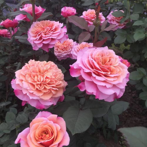 妍小捌的养护心得