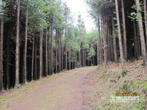 杉木林地专用除草剂价格探秘