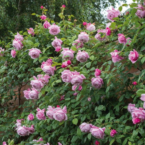 巾帼玫瑰， 绽放芳华