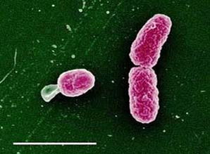 猪流感继发副嗜血杆菌病，科学防治是关键