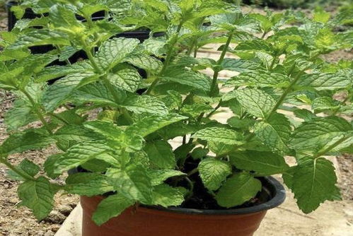 驱蚊植物种植技巧