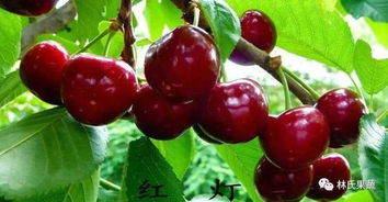 樱桃大青叶种子一棵多少克？揭秘购买避坑指南！