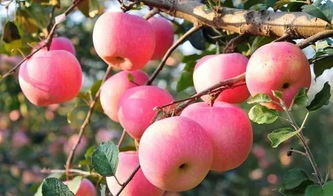 百菌清的威力：防治苹果树病害的得力助手？