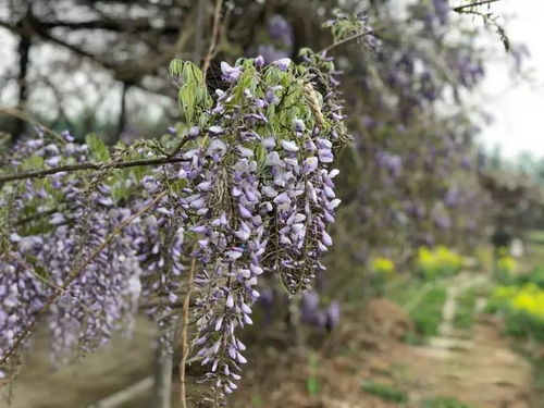 紫藤萝花种植技巧，助您轻松栽种美丽藤萝