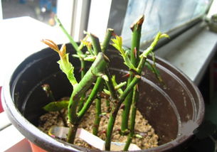 生根速度的秘密