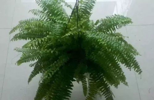 喜阴植物？散射光就能疯长