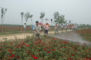 5. 玫瑰：爱情的使者