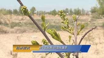 文冠果种植前景如何？