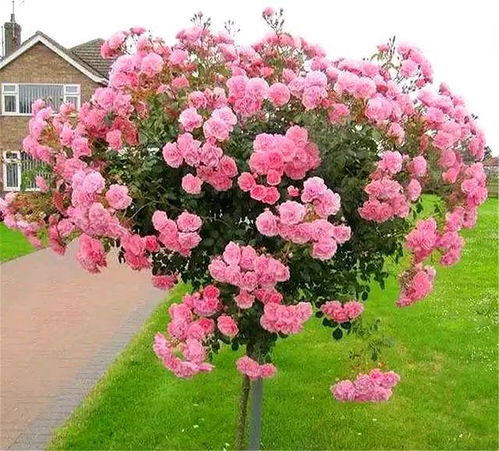 月季公社抖音分享， 收获无数喜爱