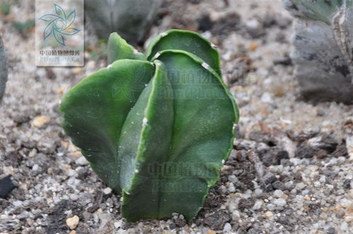 鸾凤玉的扦插繁殖小技巧