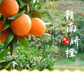 脐橙种植的最佳时间是什么时候？