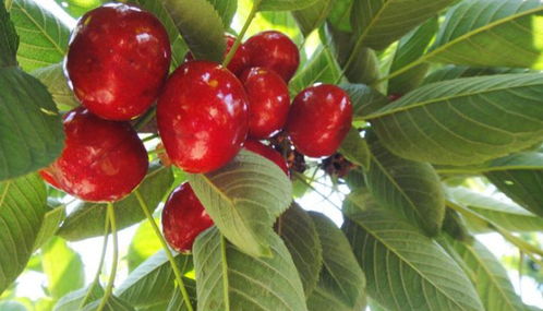 大樱桃栽植后第一次浇水，要不要加杀菌剂？