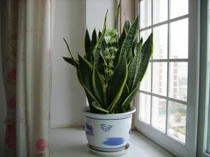 天竺葵、 薄荷，夏天种植好伙伴