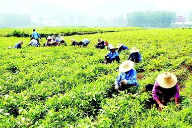 山茶油苗圃繁育指南：湖北茶树基地联系方式揭秘！