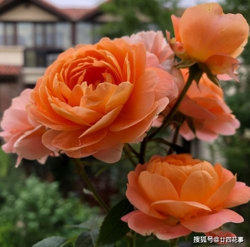 月季繁殖那些事儿：根还是茎，哪个靠谱？