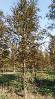 中山杉，这个名字听起来是不是彳艮有气势？