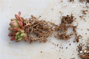 多肉植物配土？用泥炭、珍珠岩、粗沙按1