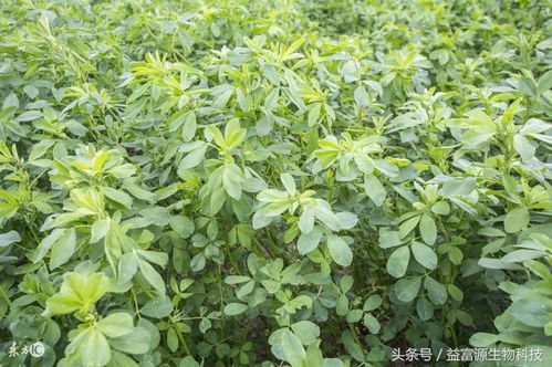 苜蓿青干草防过度发酵技巧：控制水分