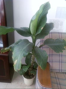 室外观叶植物名称大全探秘