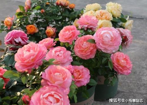 海神王阳台月季