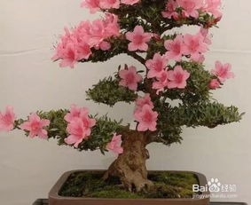 杜鹃花谢后修剪的重要性