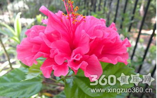 芙蓉花的象征意义