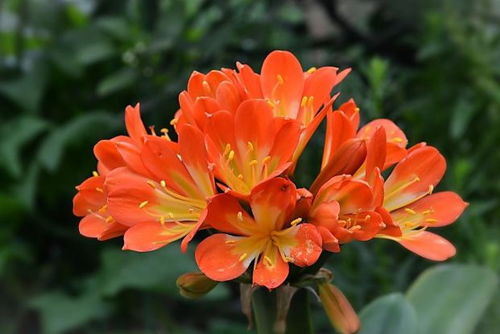 选择优良母株， 提高种子萌发率