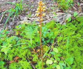 达乌里胡枝子的神奇组合